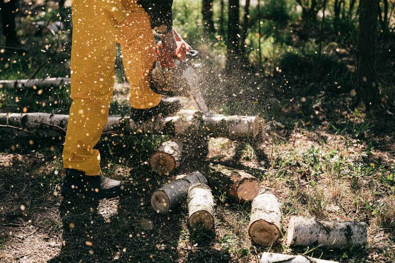 The Steps Involved in Our Tree Care Process in St Anne, IL